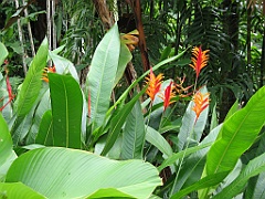 Botanical Garden36